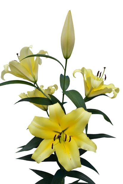 Catina Lilium