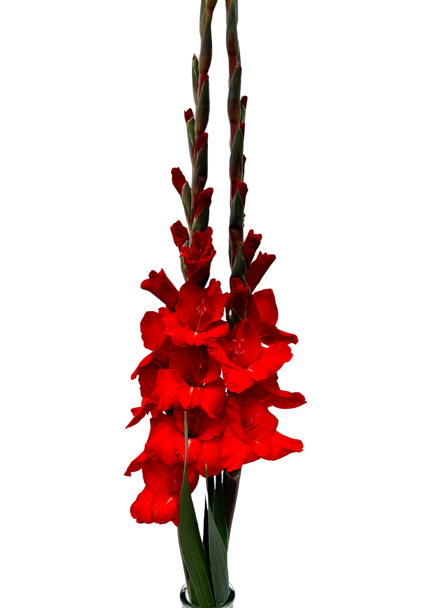 Rossini Prisma Gladiolus Gladiolus