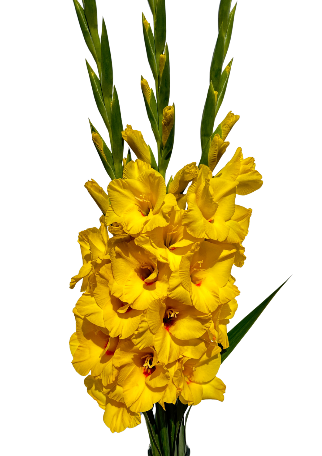 Bono Prisma Gladiolus Gladiolus