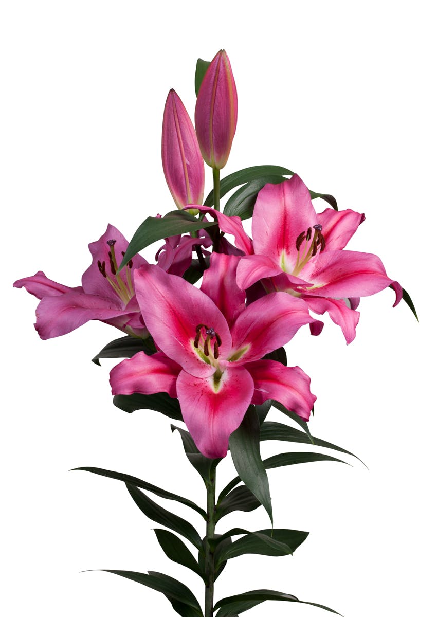 Marengo Lilium