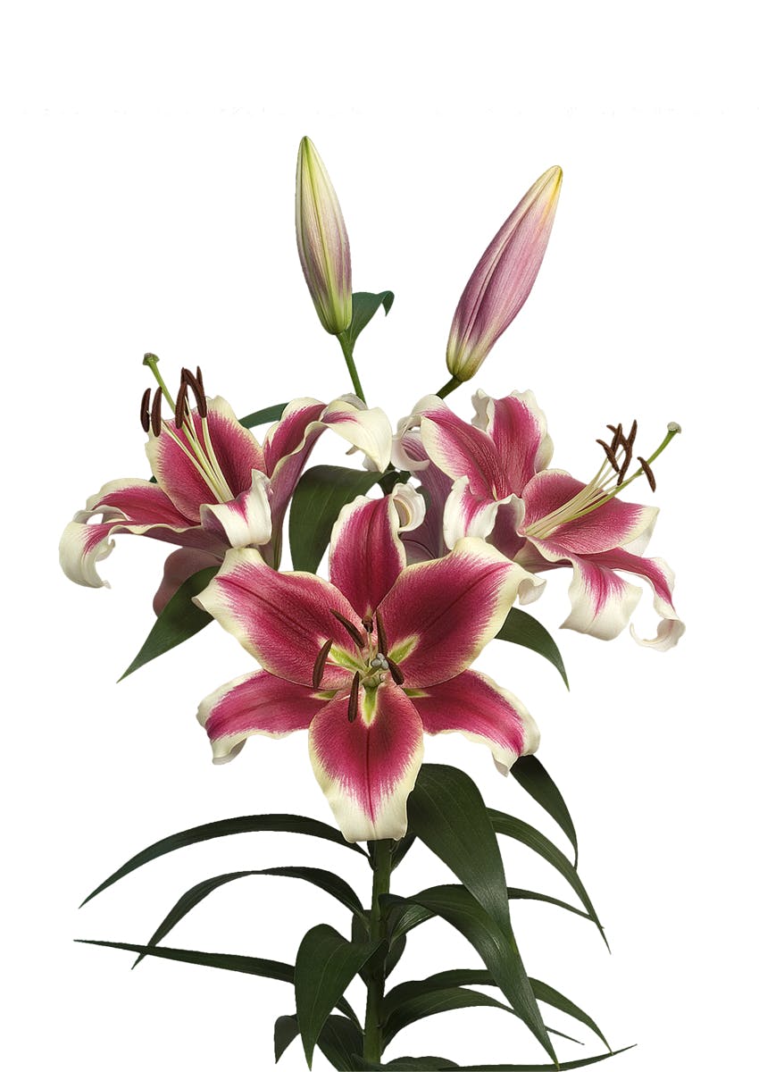 Flashpoint Lilium