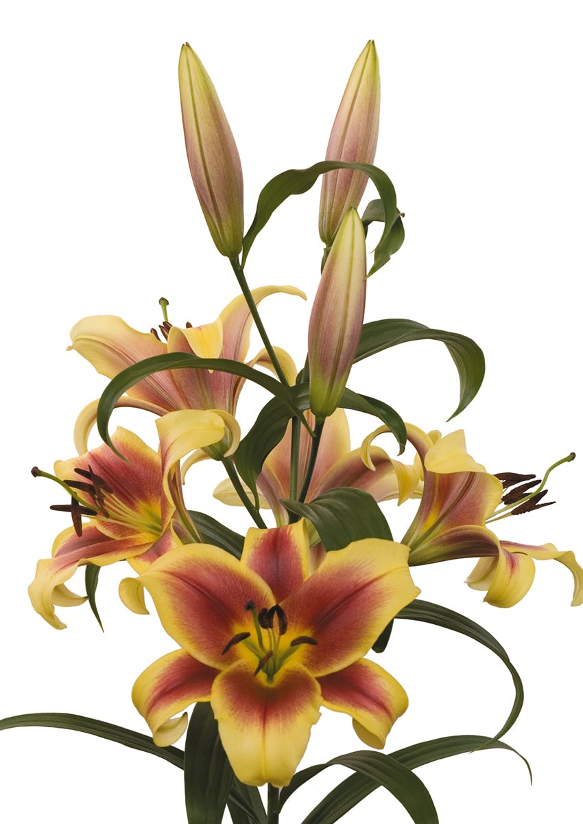 Flavia Lilium