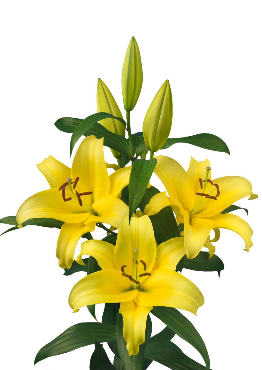 Bellville Lilium