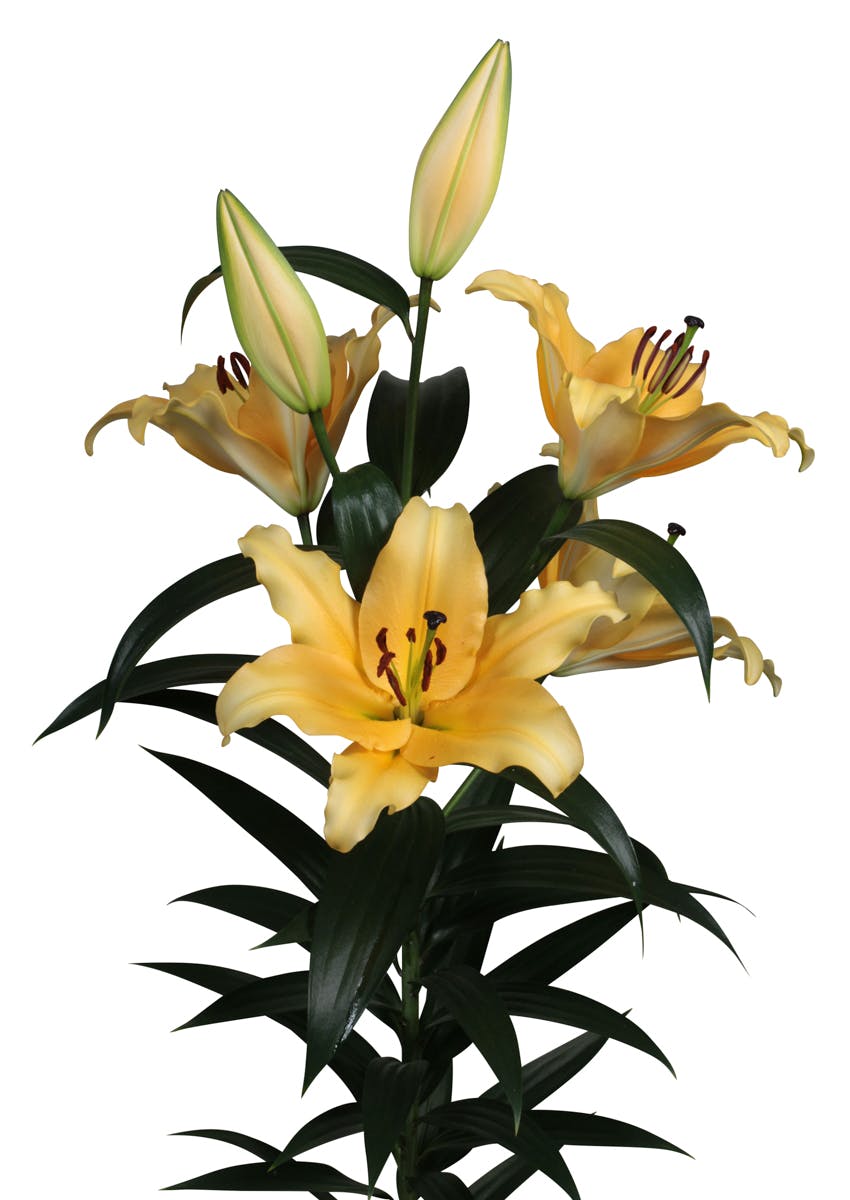 Corcovado Lilium