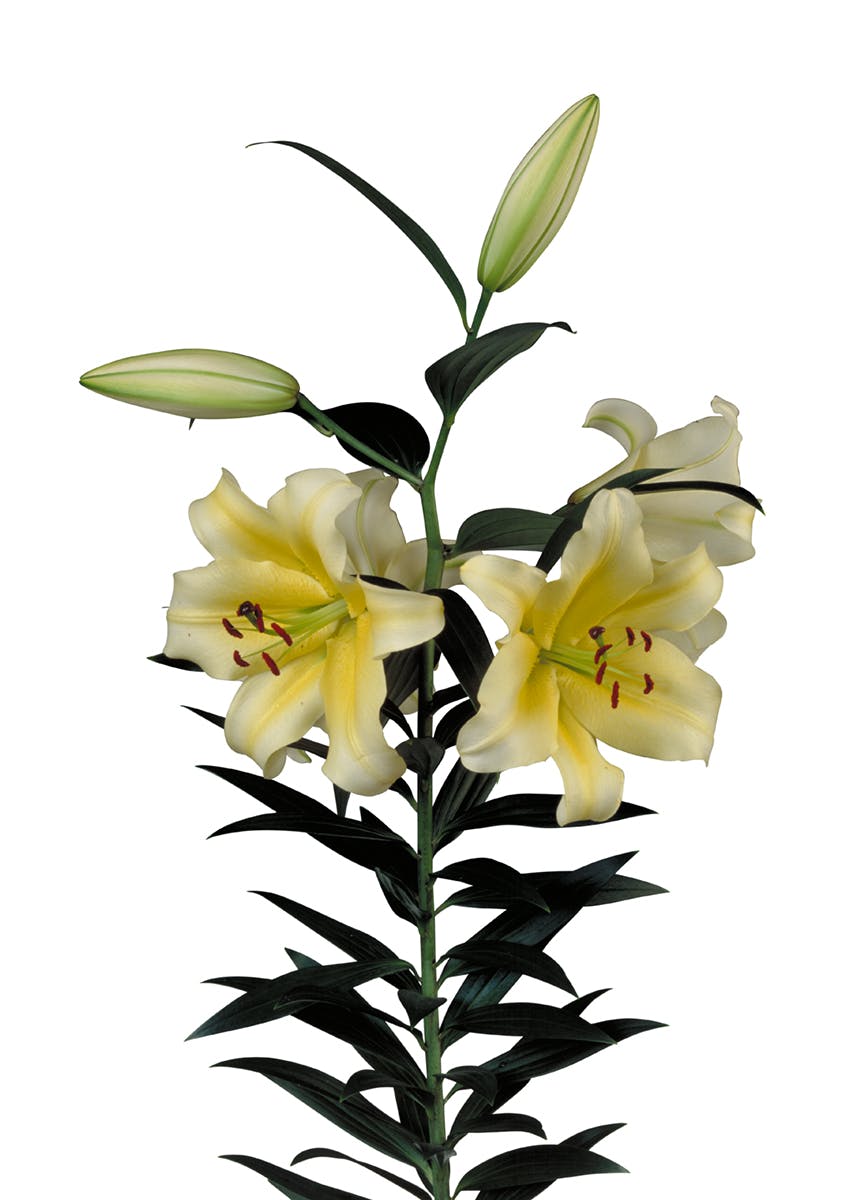 Conca d'Or Lilium