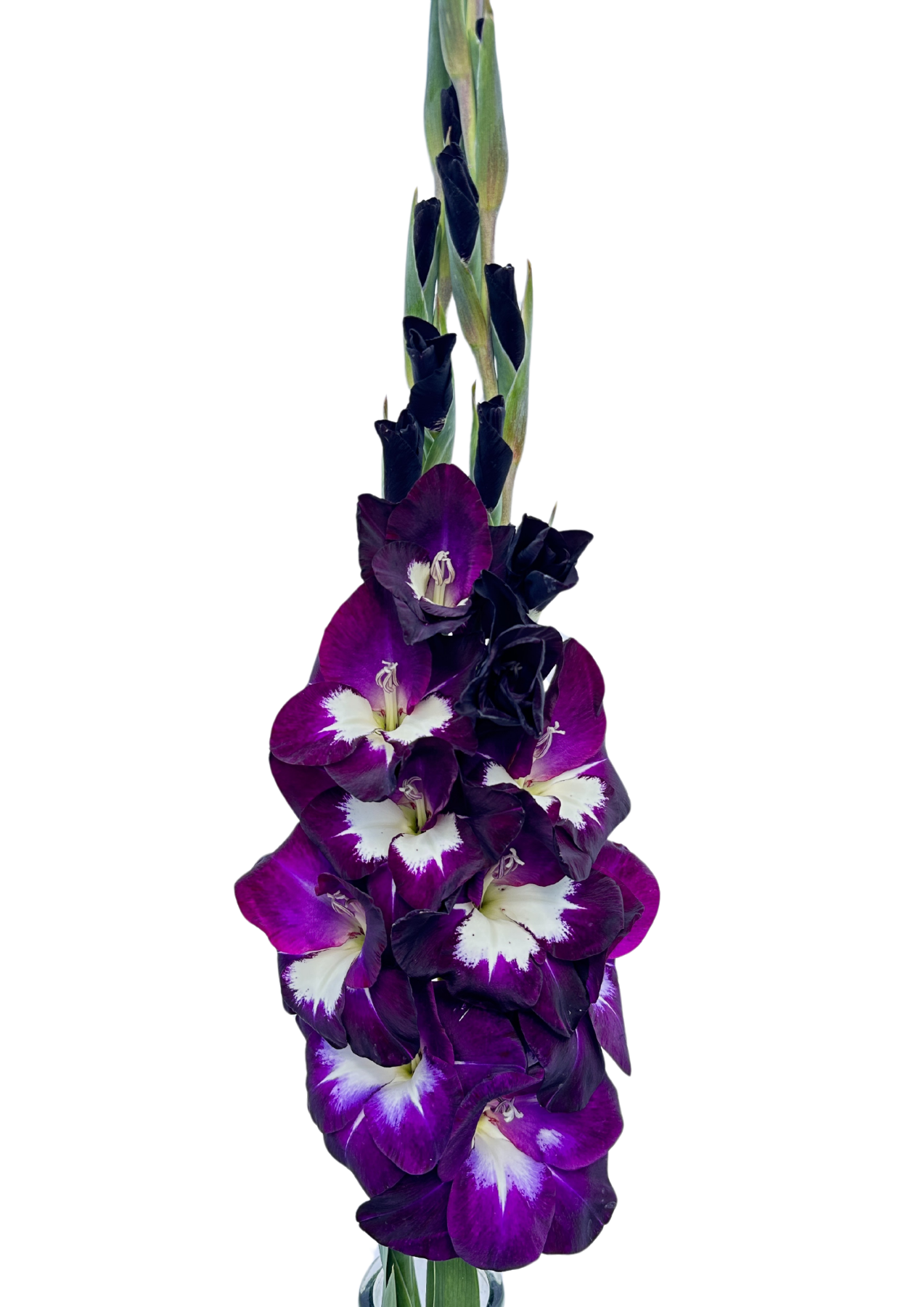 Purple Rain Prisma Gladiolus Gladiolus