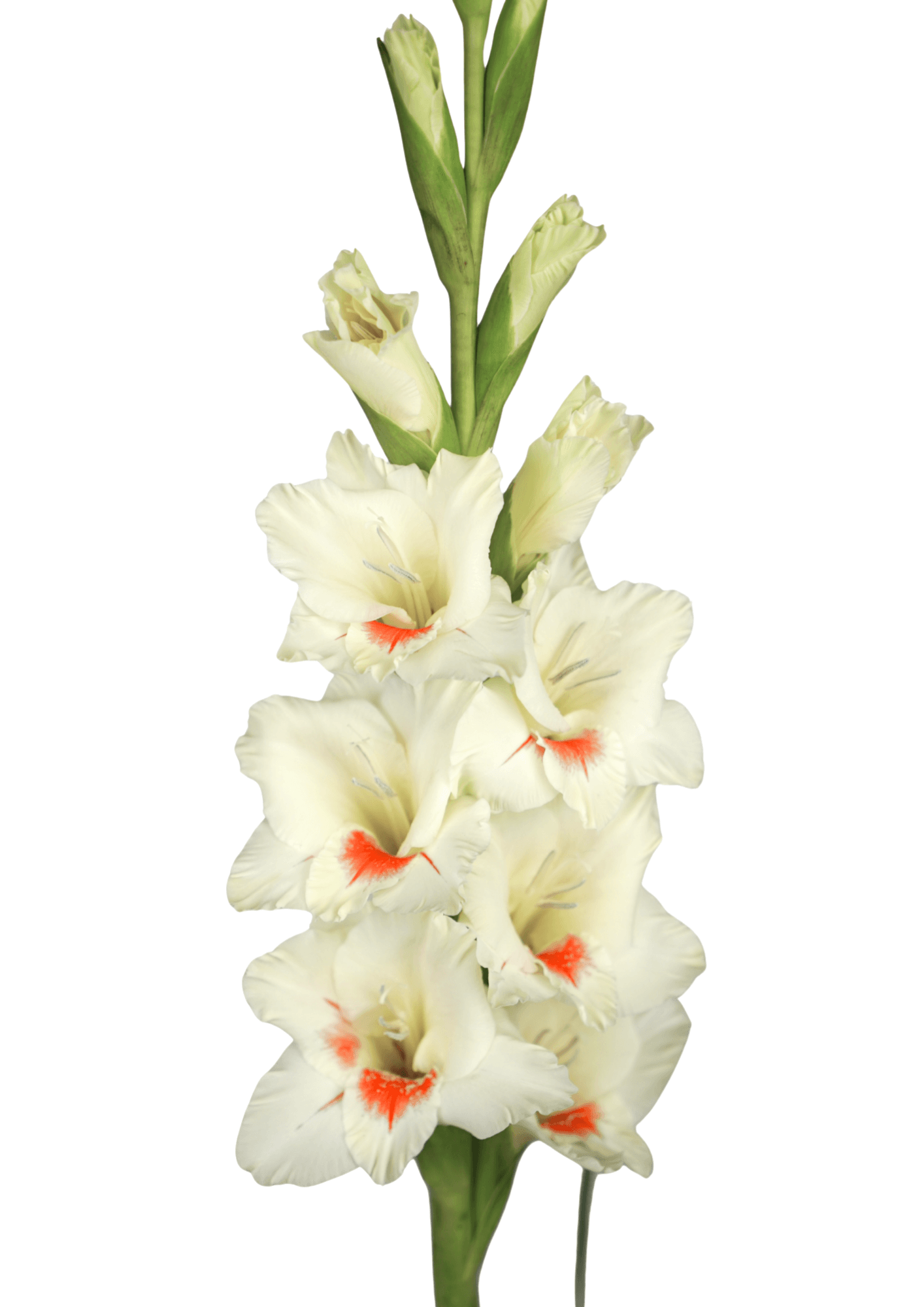 Ajax Gladiolus