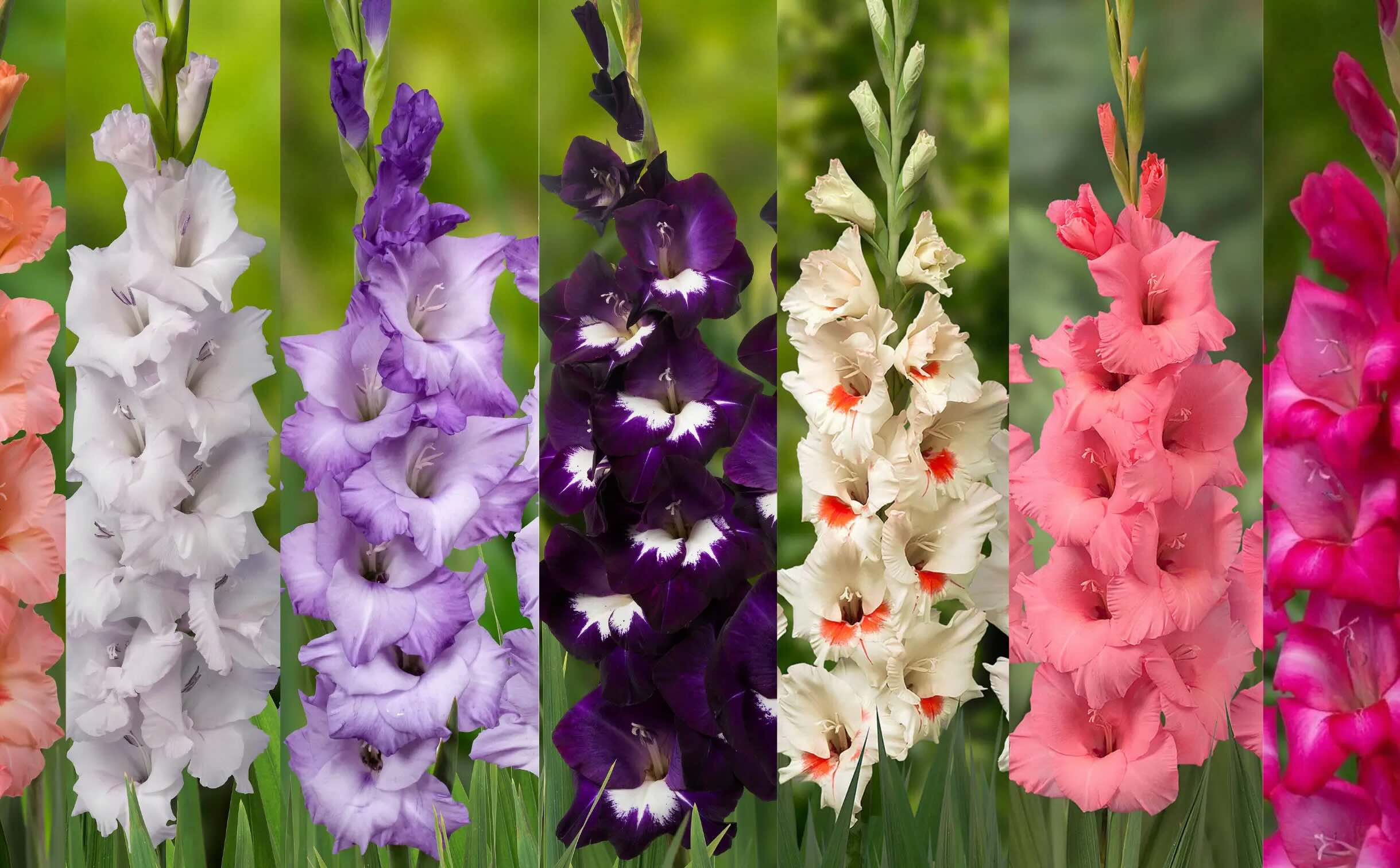 Gladiolus assortment